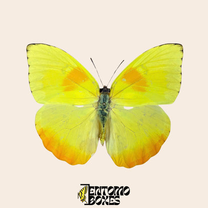 pinned Phoebis philea tropical butterfly