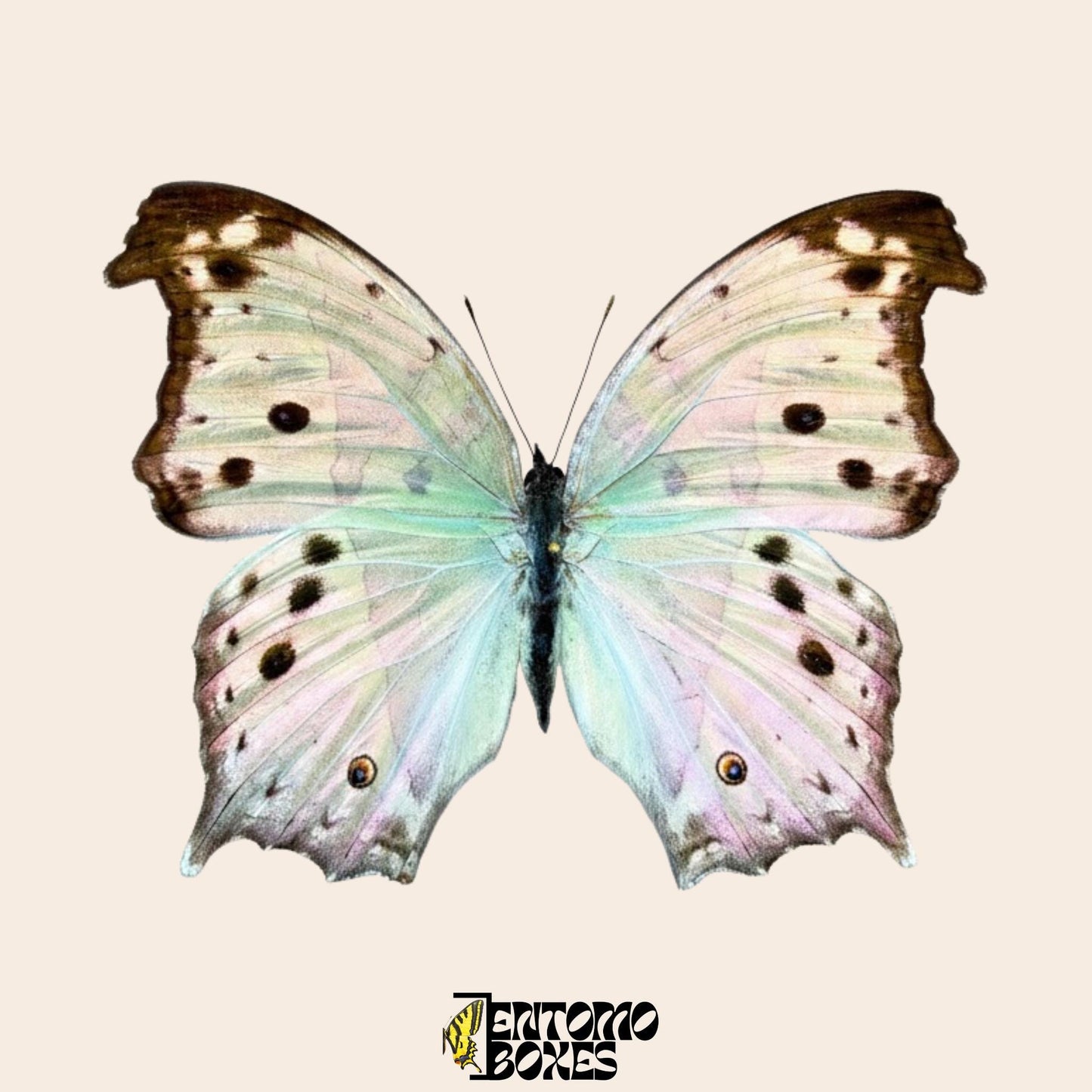 salamis parhassus pinned butterfly