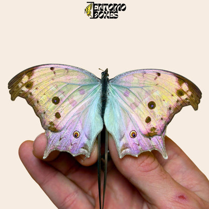 salamis parhassus butterfly