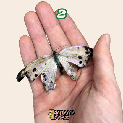 salamis parhassus butterfly