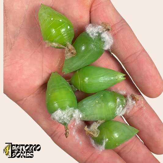 Chrysalide Morpho helenor (vivante) – SEULEMENT UE !!!