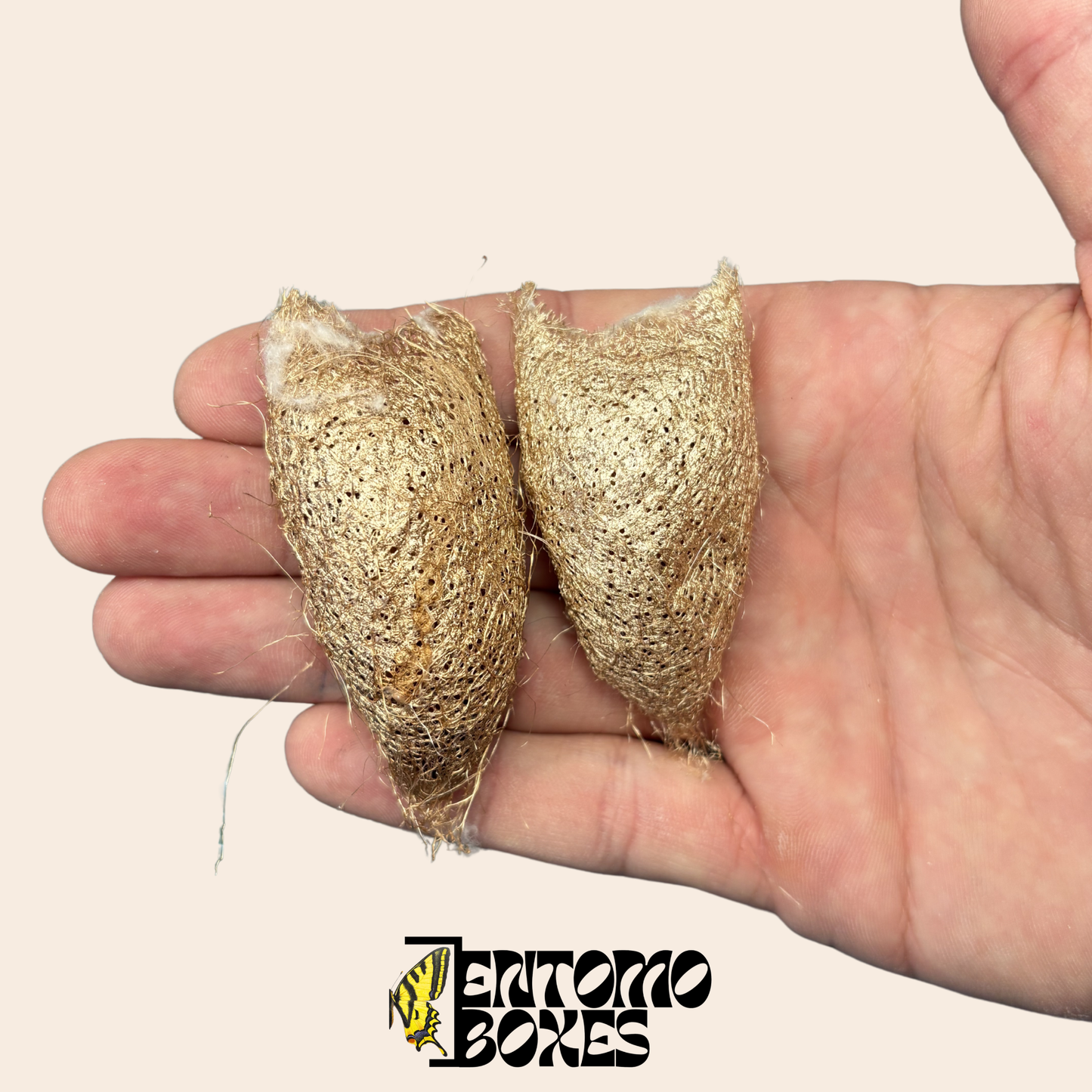 Ceranchia apollina Cocons — UE Uniquement