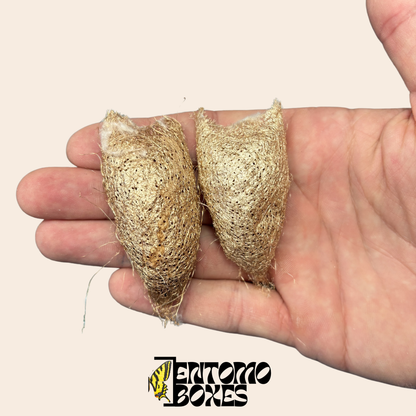 Ceranchia apollina Cocons — UE Uniquement