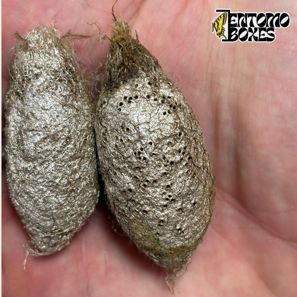 Deux cocons d'Argema mimosae, cocons de soie perforés et argentés tenus dans la main pour l'échelle