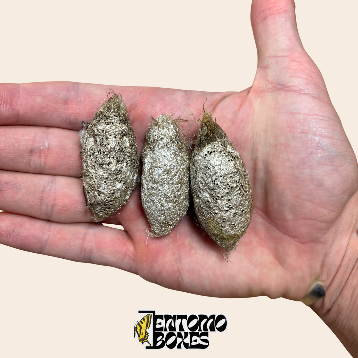 Trois cocons d'Argema mimosae dans la paume de la main, montrant la taille naturelle et la texture perforée du cocon