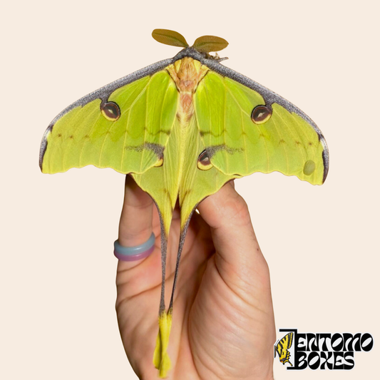 Papillon Lune africain adulte (Argema mimosae) aux ailes vert pâle et longues queues, tenu dans la main