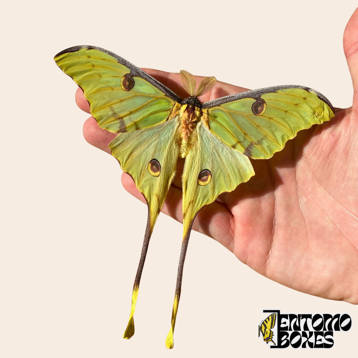 Papillon Lune africain (Argema mimosae) ailes déployées montrant les ocelles et les longues queues