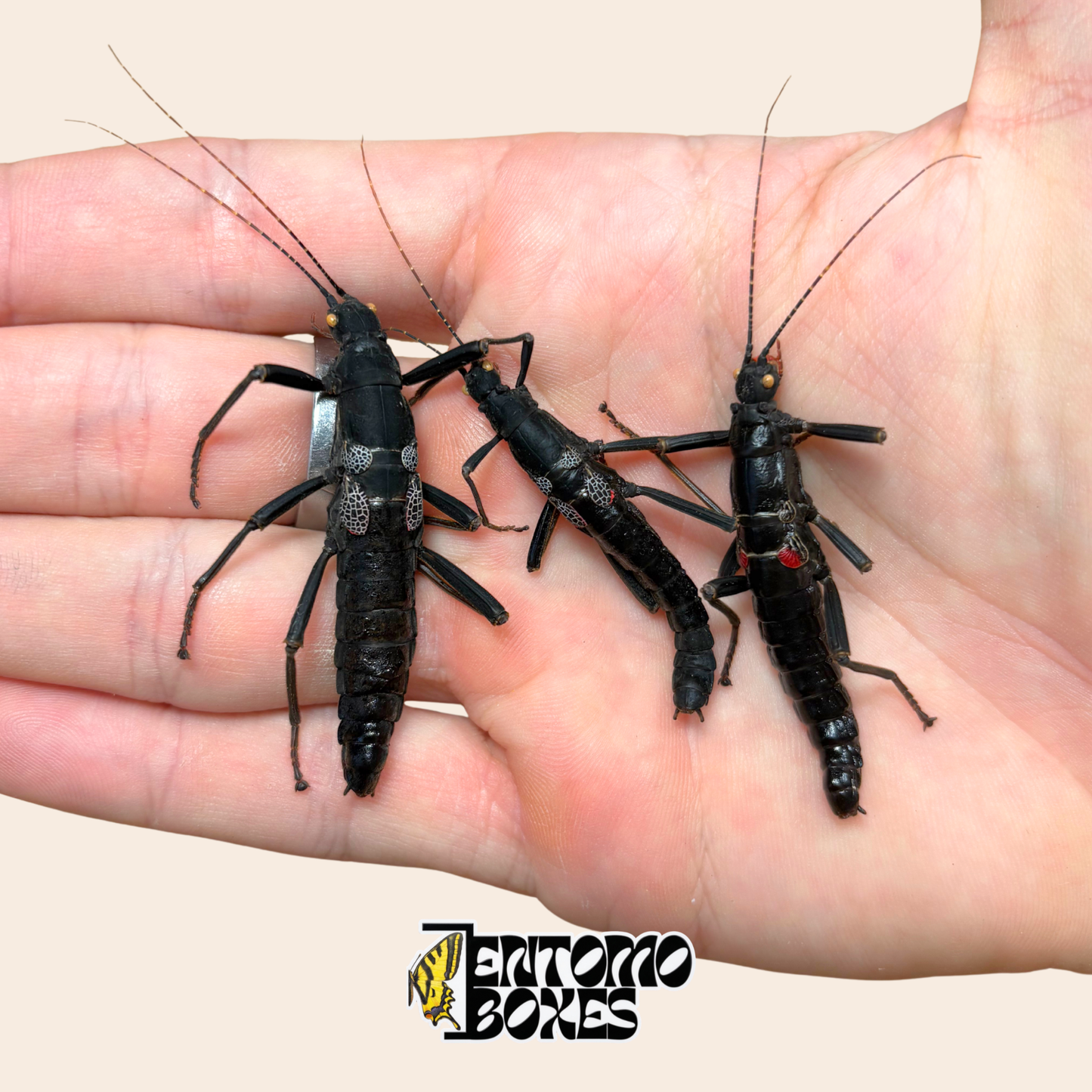 Trois spécimens séchés de Peruphasma schultei, phasmes Black Beauty, tenus dans la main pour l'échelle