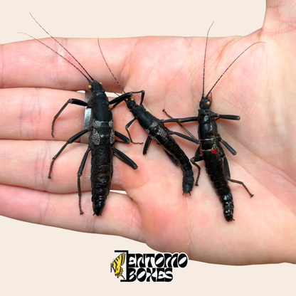 Trois spécimens séchés de Peruphasma schultei, phasmes Black Beauty, tenus dans la main pour l'échelle