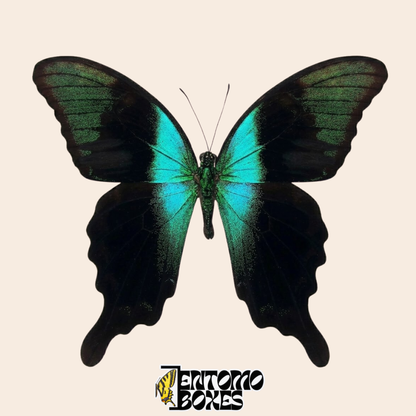 Papilio peranthus papillon étalé aux ailes vertes ouvertes