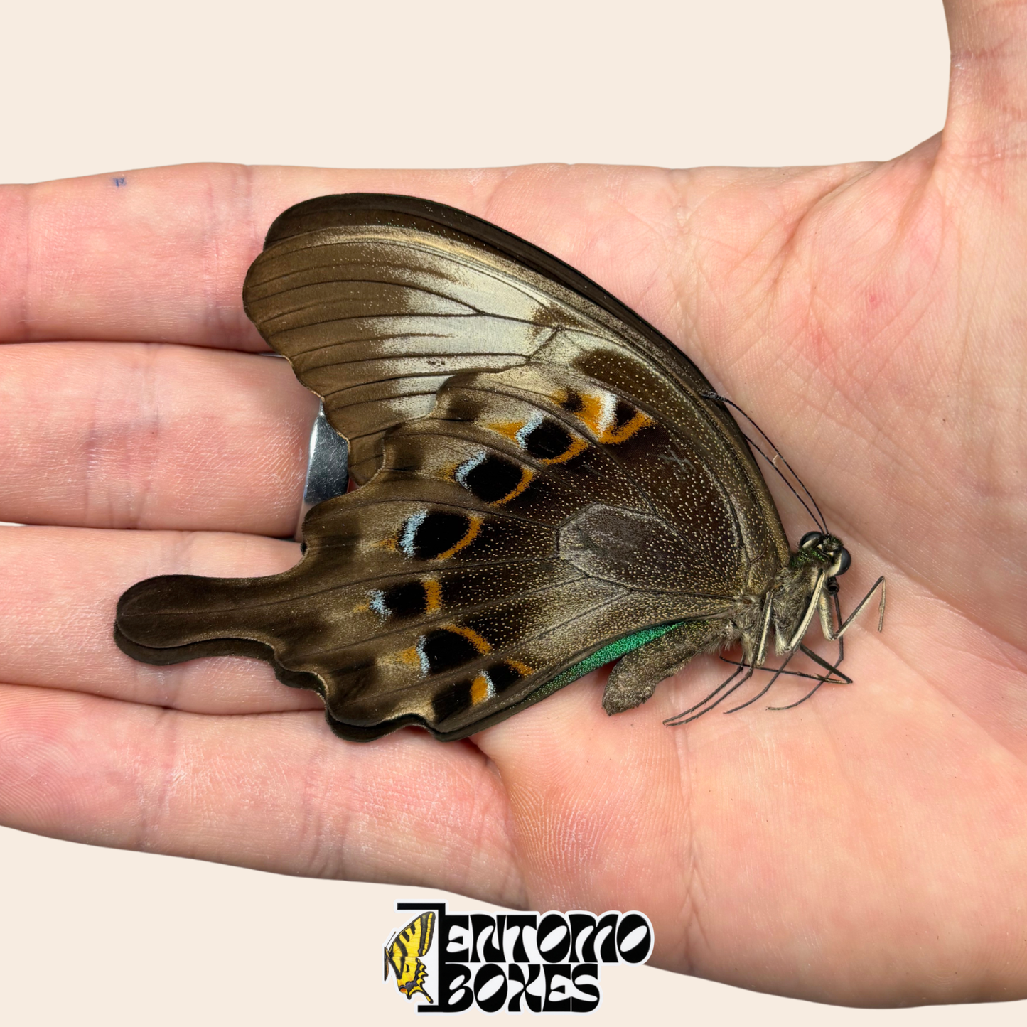 Papilio peranthus spécimen empaqueté aux ailes fermées tenu à la main