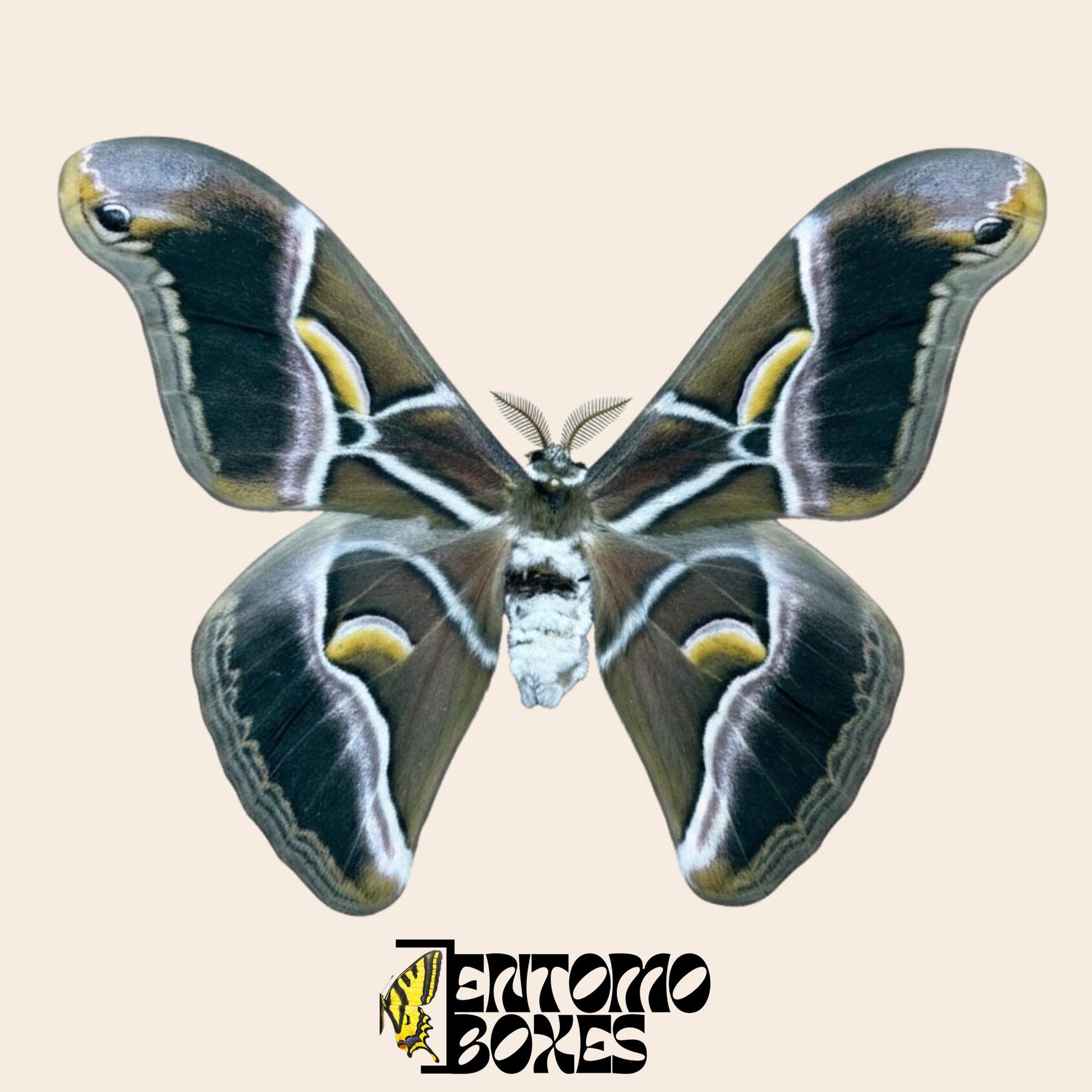 samia cynthia pinned male moth