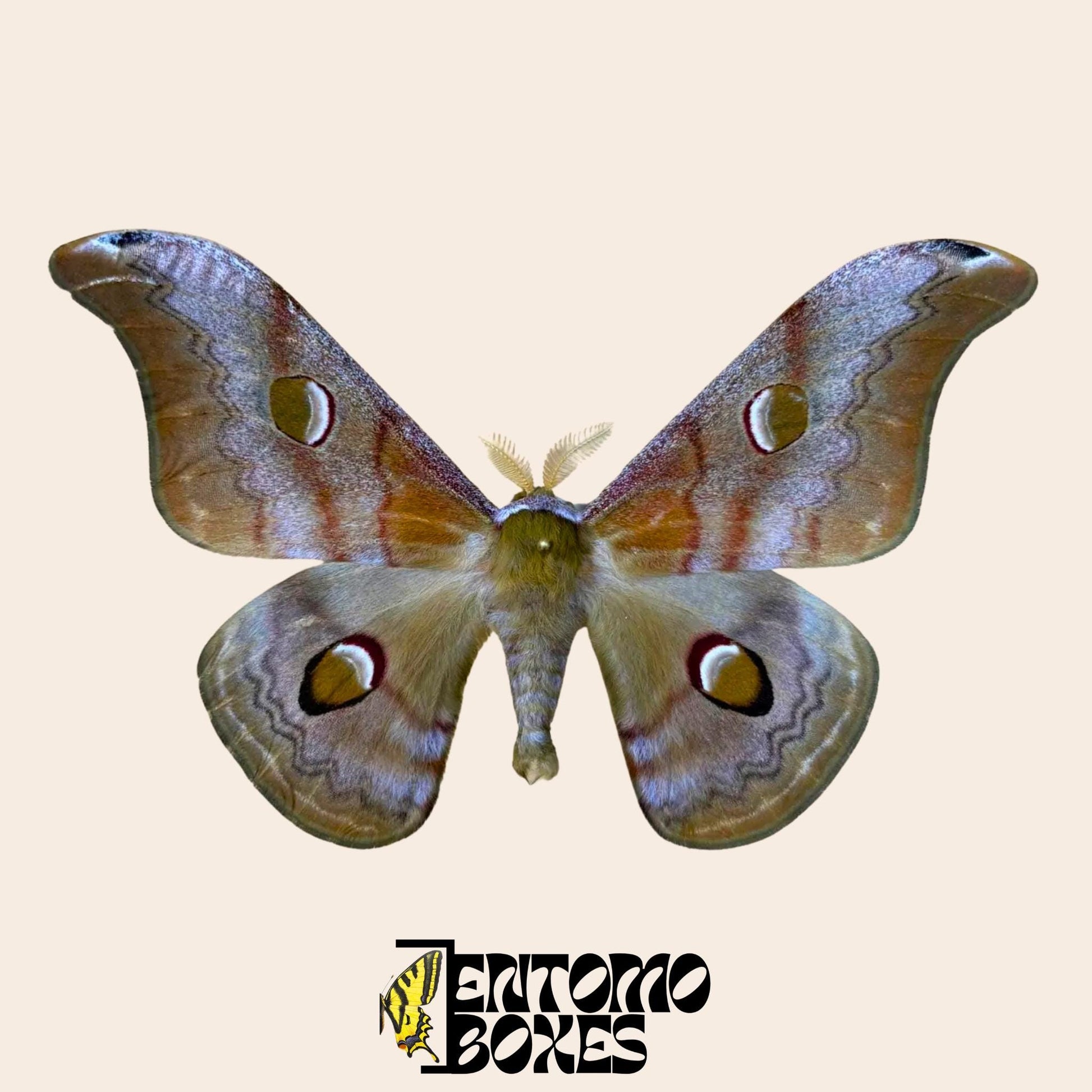 Saturnia cachara pinned male with open wings