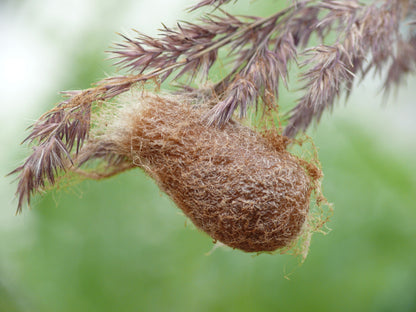Cocon de soie de Saturnia pavonia, l'espèce sœur quasi identique de Saturnia pavoniella, un cocon brun feutré en forme de poire filé sur une tige d'herbe