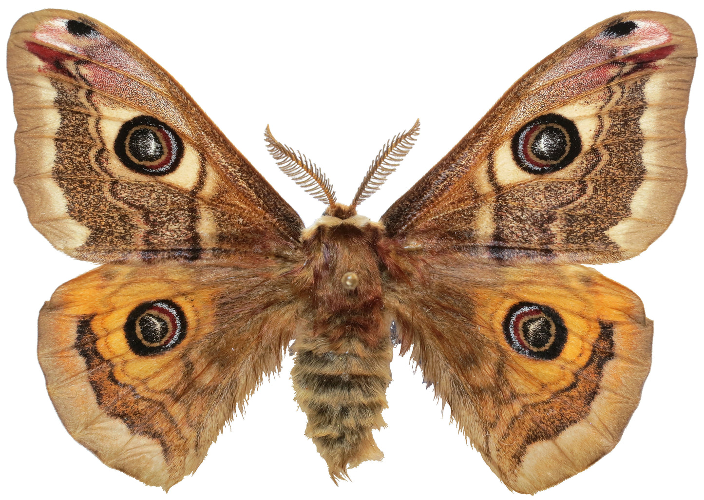 Papillon mâle adulte de Saturnia pavoniella, ailes déployées, avec un ocelle sur chacune de ses quatre ailes brun et orange