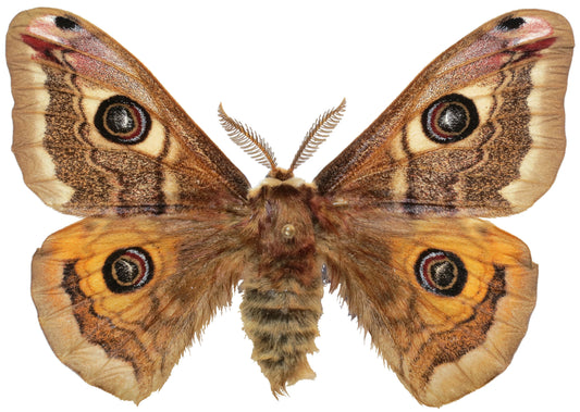 Papillon mâle adulte de Saturnia pavoniella, ailes déployées, avec un ocelle sur chacune de ses quatre ailes brun et orange