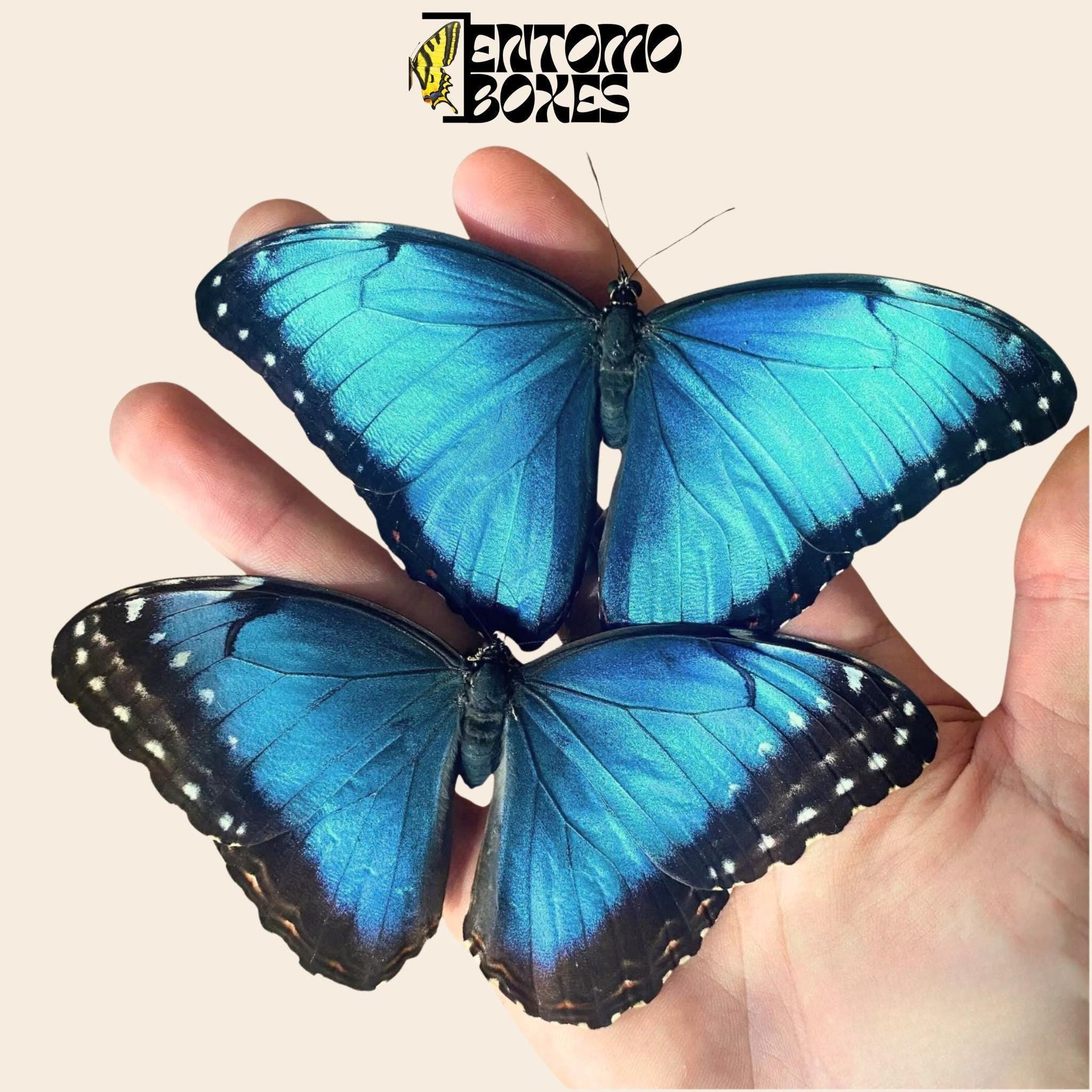 blue morpho helenor butterflies pair