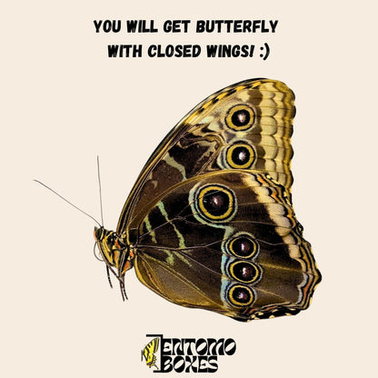 morpho helenor male papered specimen