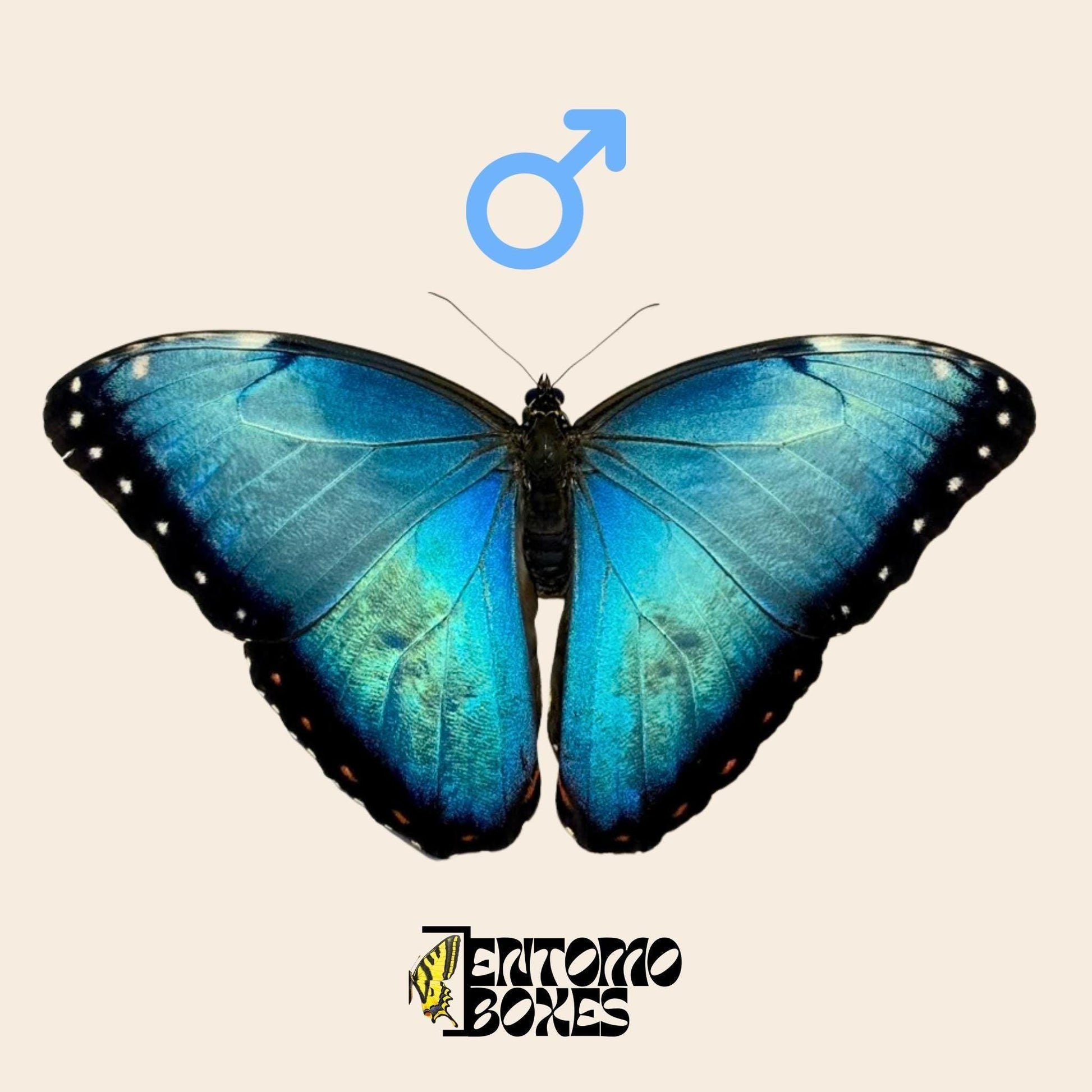 morpho helenor blue butterfly male