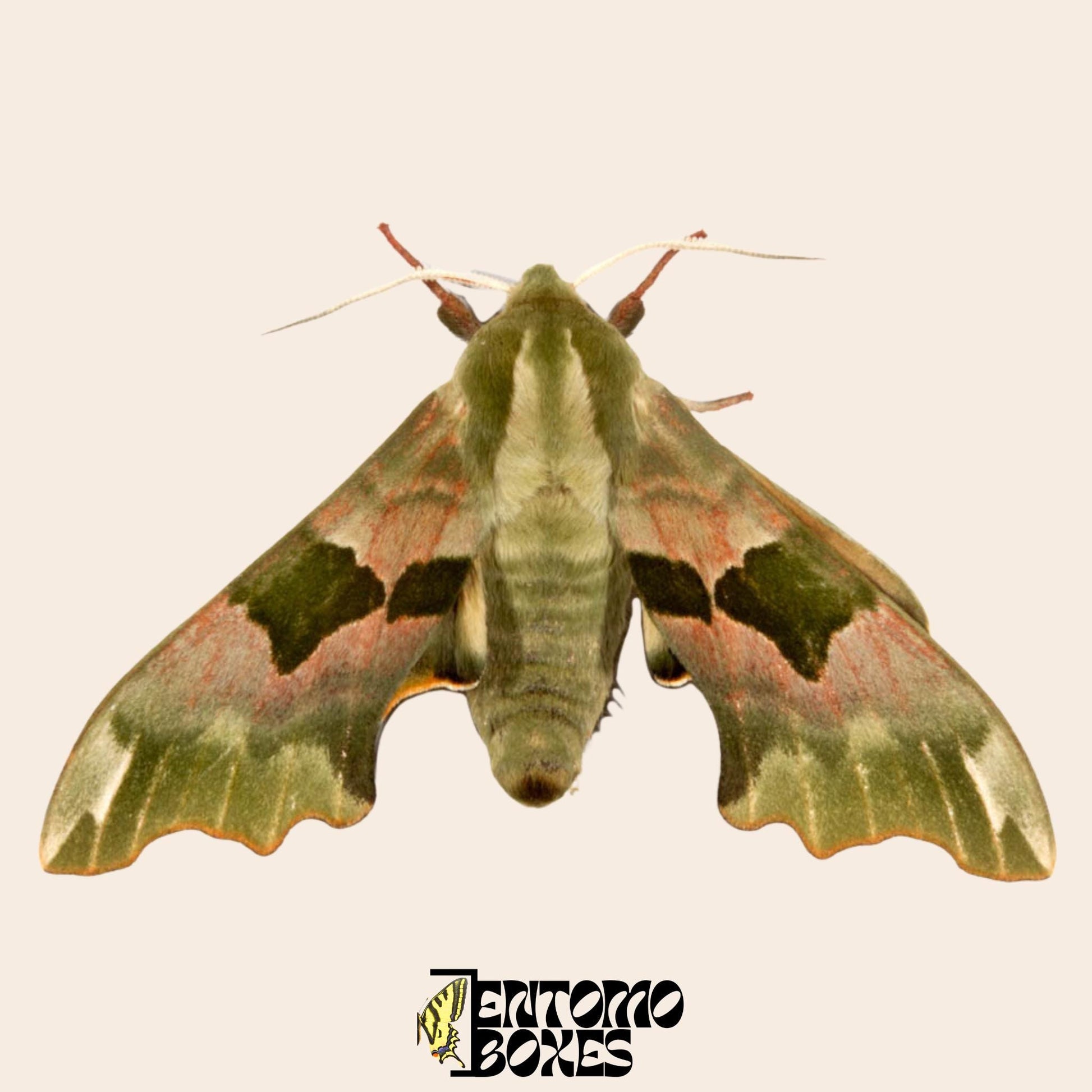 mimas tiliae hawkmoth specimen with open wings for sale __etsy:8089019986