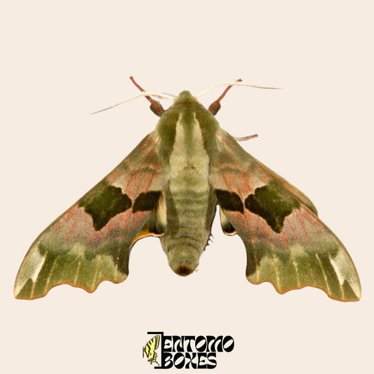 mimas tiliae hawkmoth spécimen avec open ailes