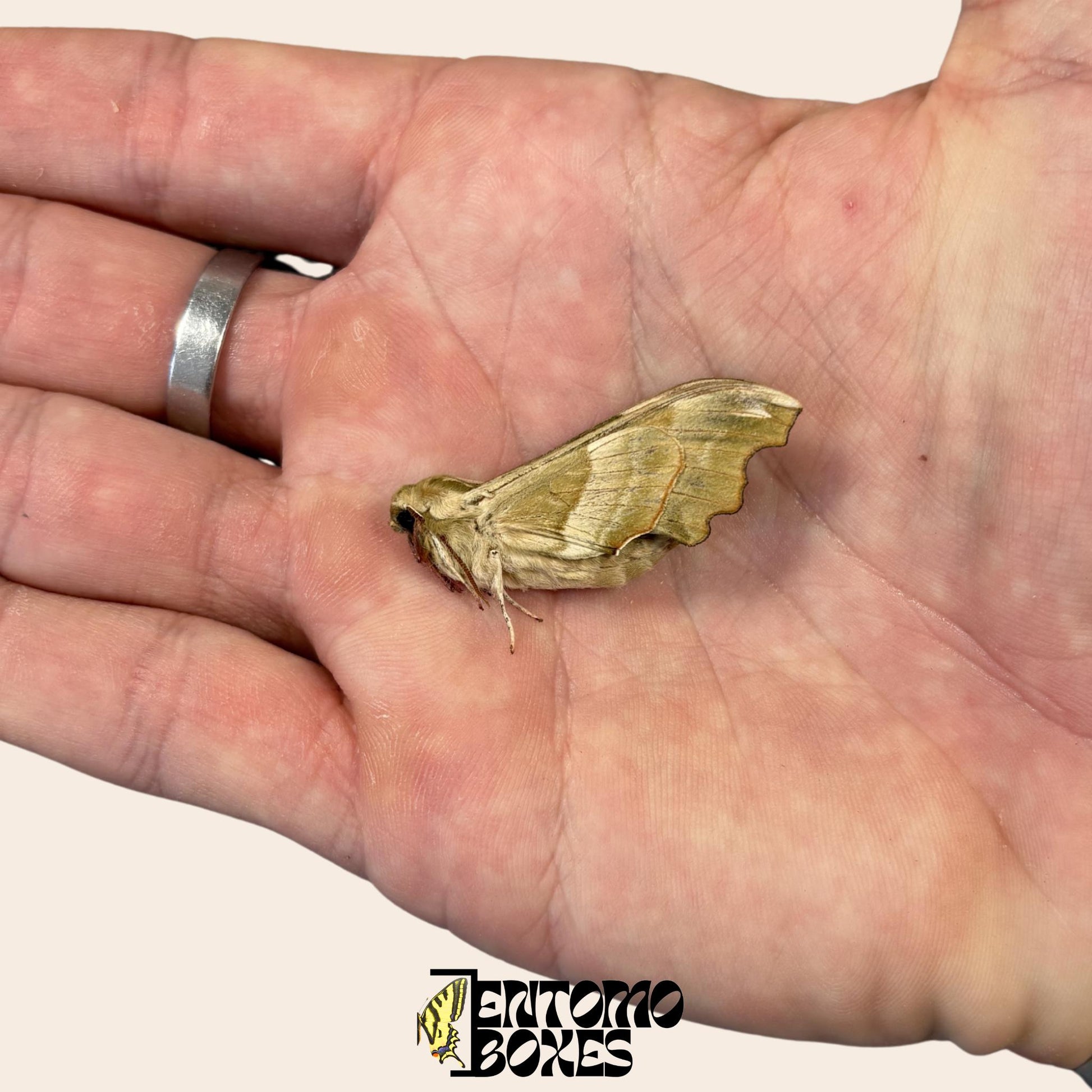mimas tiliae hawkmoth specimen with closed wings for sale __etsy:8136924237