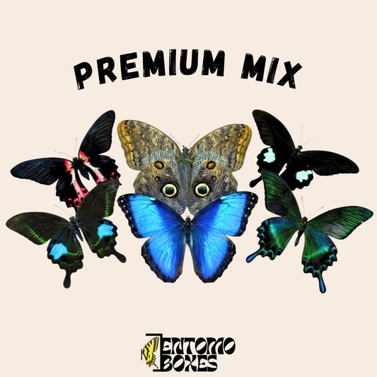 mix of tropical butterflies