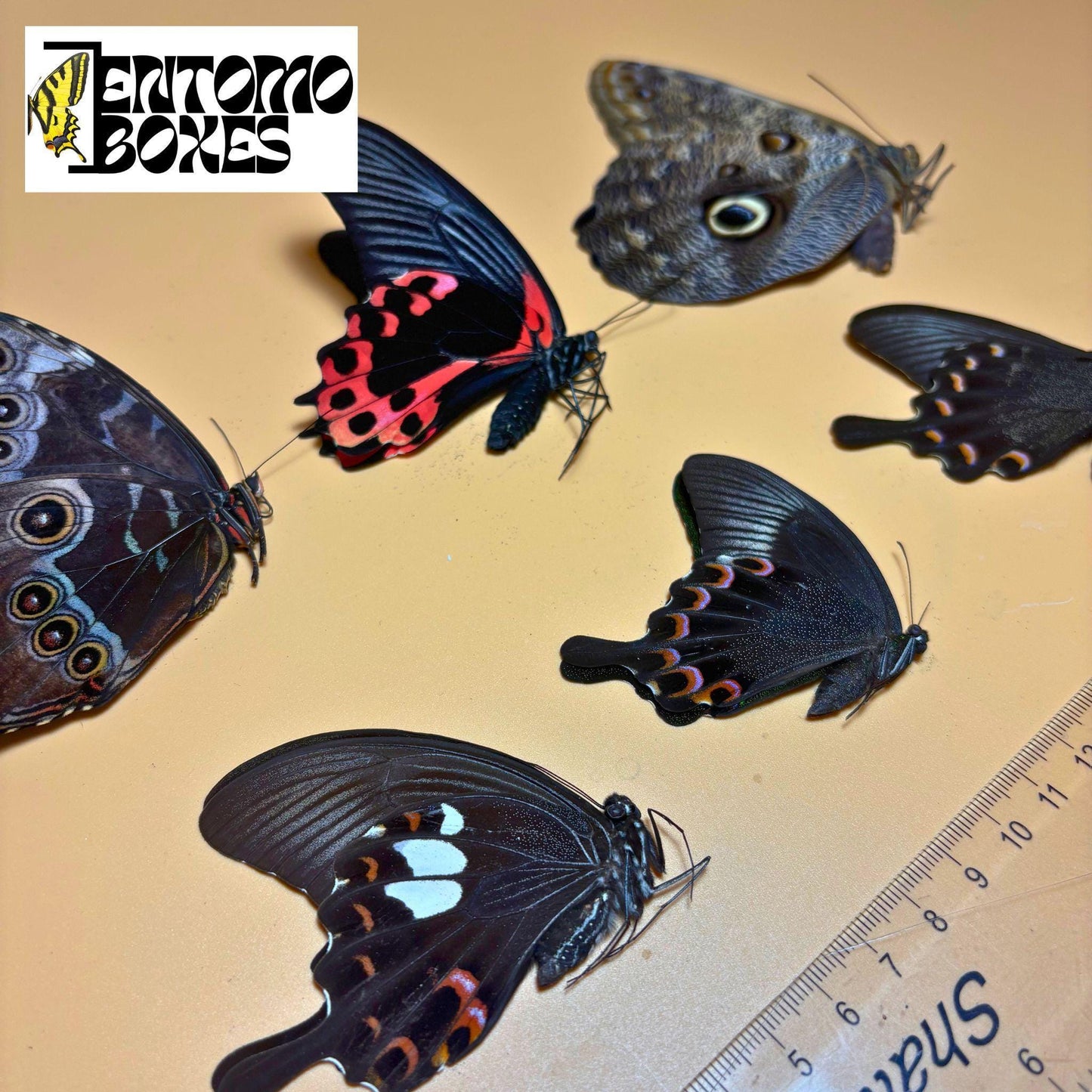 Tropical butterflies with folded wings