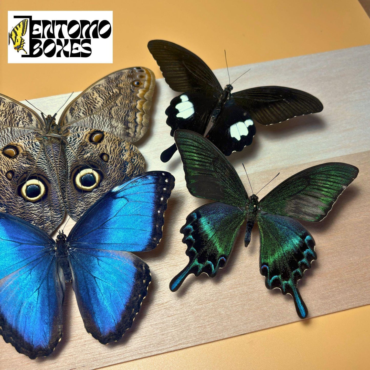 Tropical butterflies with opened wings
