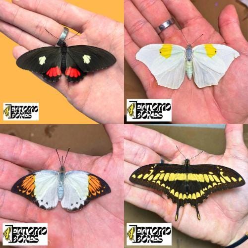 Tropical butterflies with opened wings
