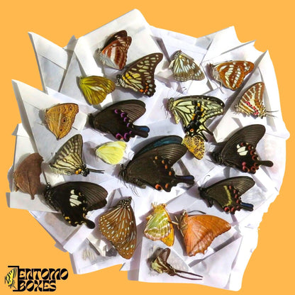 mix of papered tropical butterflies