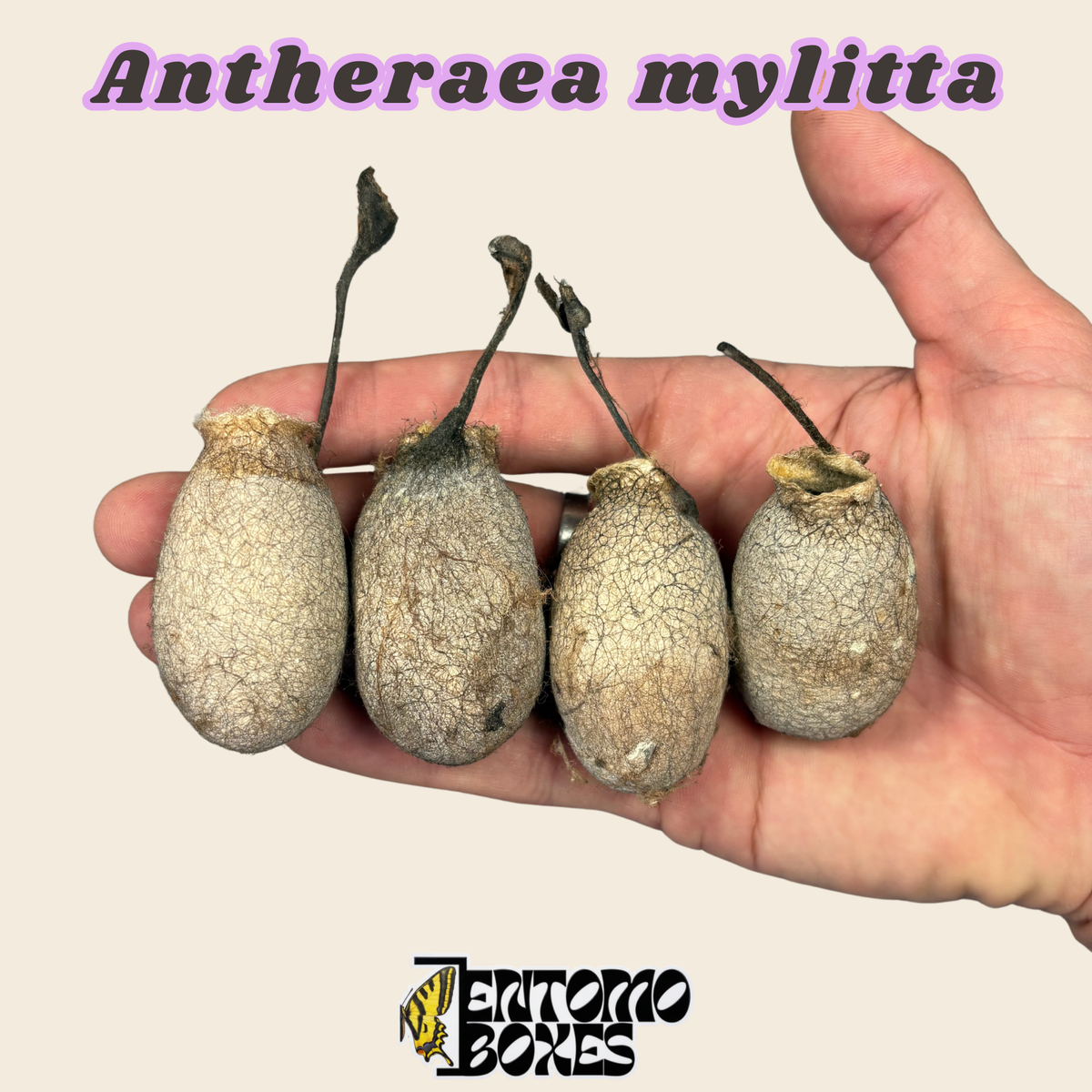 Cocon vide d'Antheraea mylitta, coque de cocon éclos brun pâle tenue dans la main