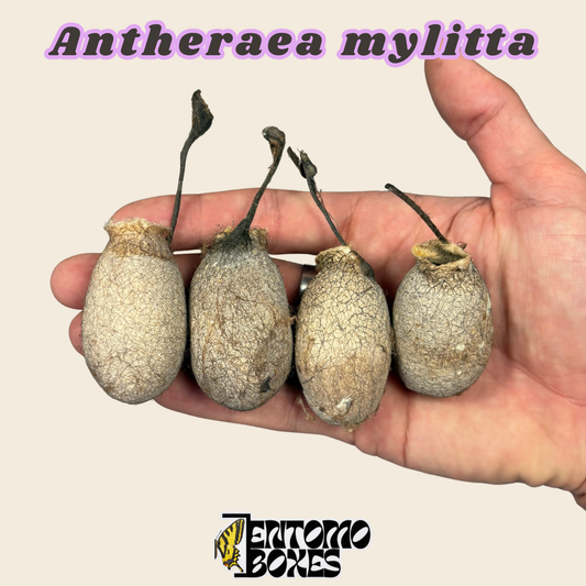 Cocon vide d'Antheraea mylitta, coque de cocon éclos brun pâle tenue dans la main