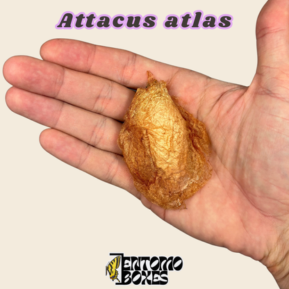 Cocon vide d'Attacus atlas, coque de cocon éclos brun doré tenue dans la main