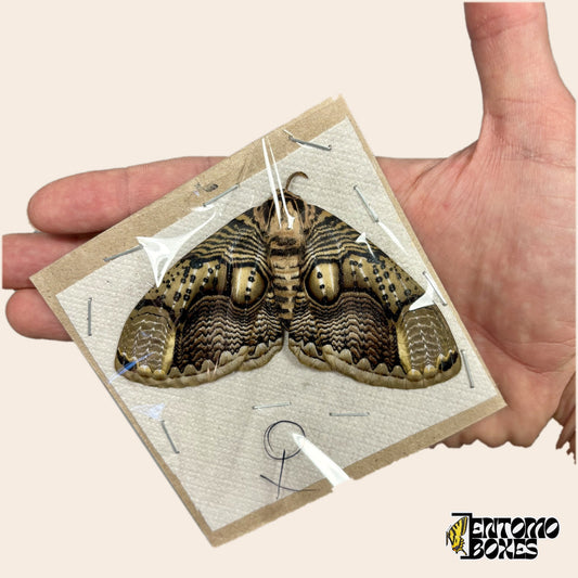 Papillon hibou Brahmaea hearseyi femelle, spécimen non monté ailes ouvertes à plat sur carton, tenu en main sur fond beige