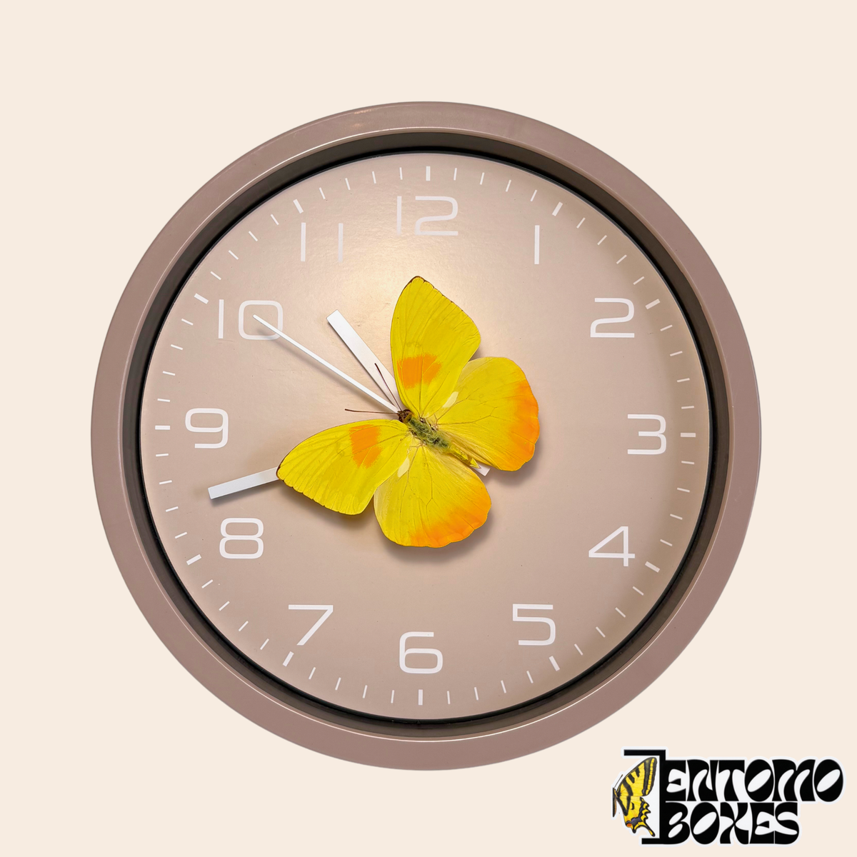 Horloge murale taupe avec un vrai papillon jaune (Phoebis philea) sur la trotteuse, vue de face