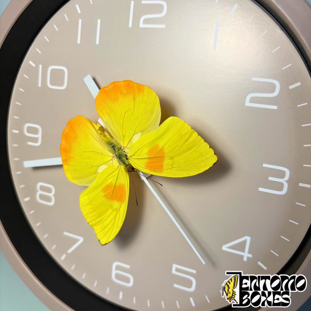 Vue de biais de l'horloge papillon taupe avec le vrai papillon jaune au-dessus du cadran, sans verre en façade