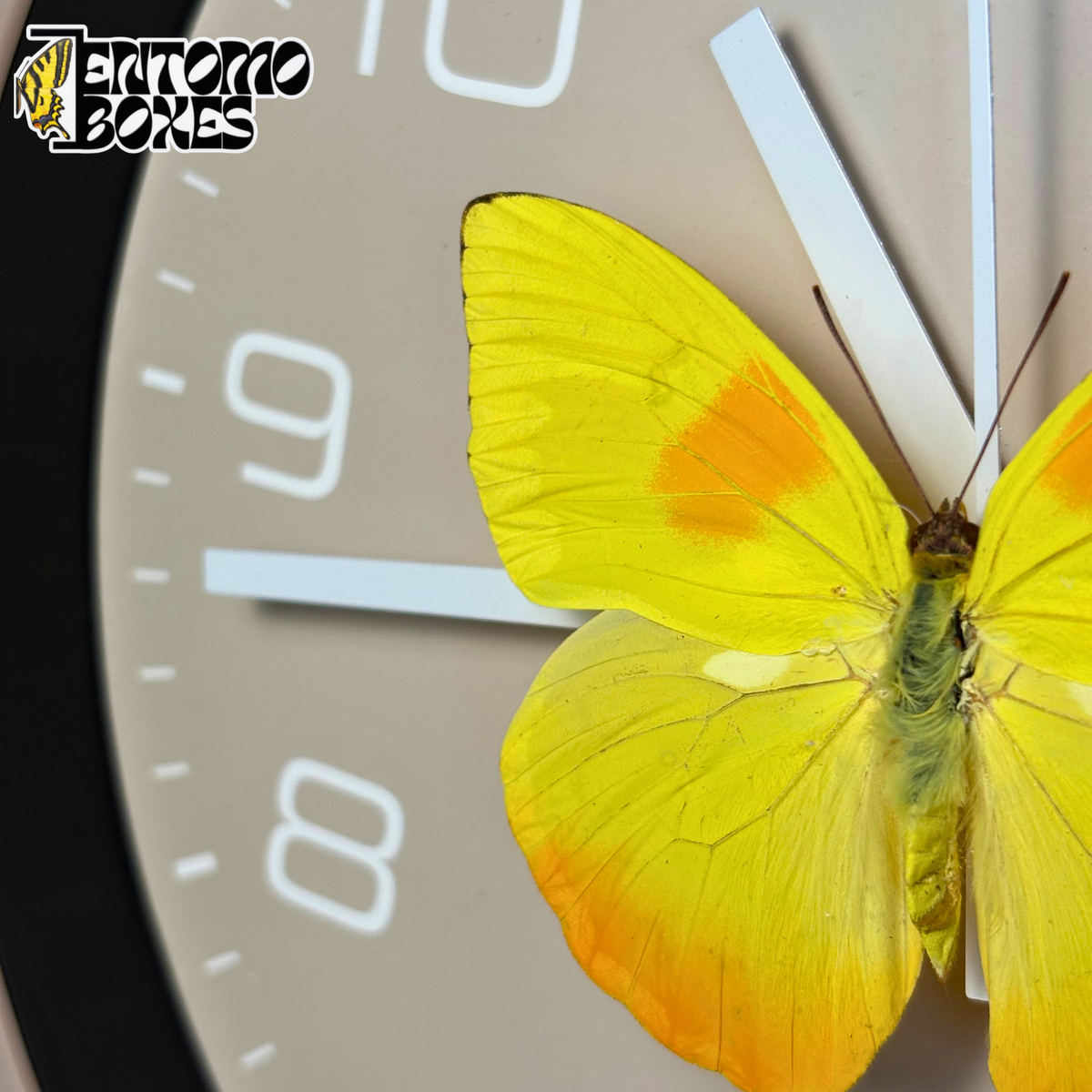 Gros plan sur le papillon Phoebis philea aux ailes jaunes tachées d'orange et au corps vert duveteux sur le cadran taupe