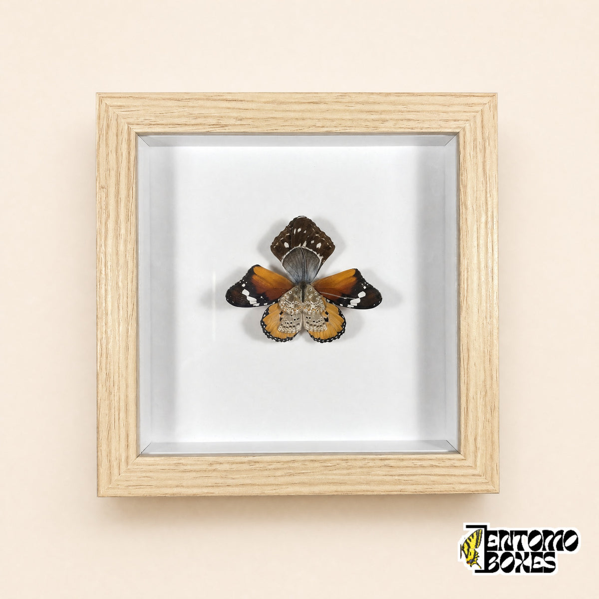 Fleur d'orchidée faite de vraies ailes de papillon orange, brunes et bleues dans un cadre vitrine en bois clair avec façade en verre, vue de face