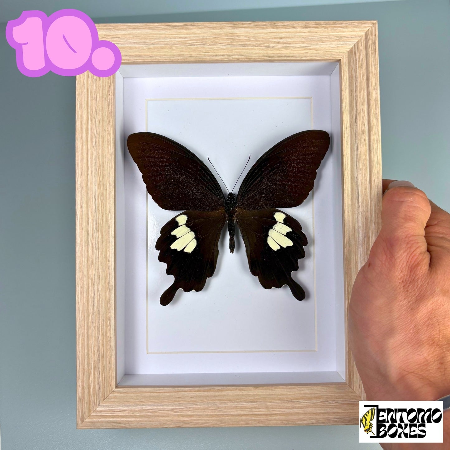 Papillon tropical encadré