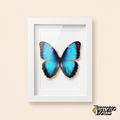 Morpho bleu (Morpho helenor) dans un cadre vitrine blanc, vue de face