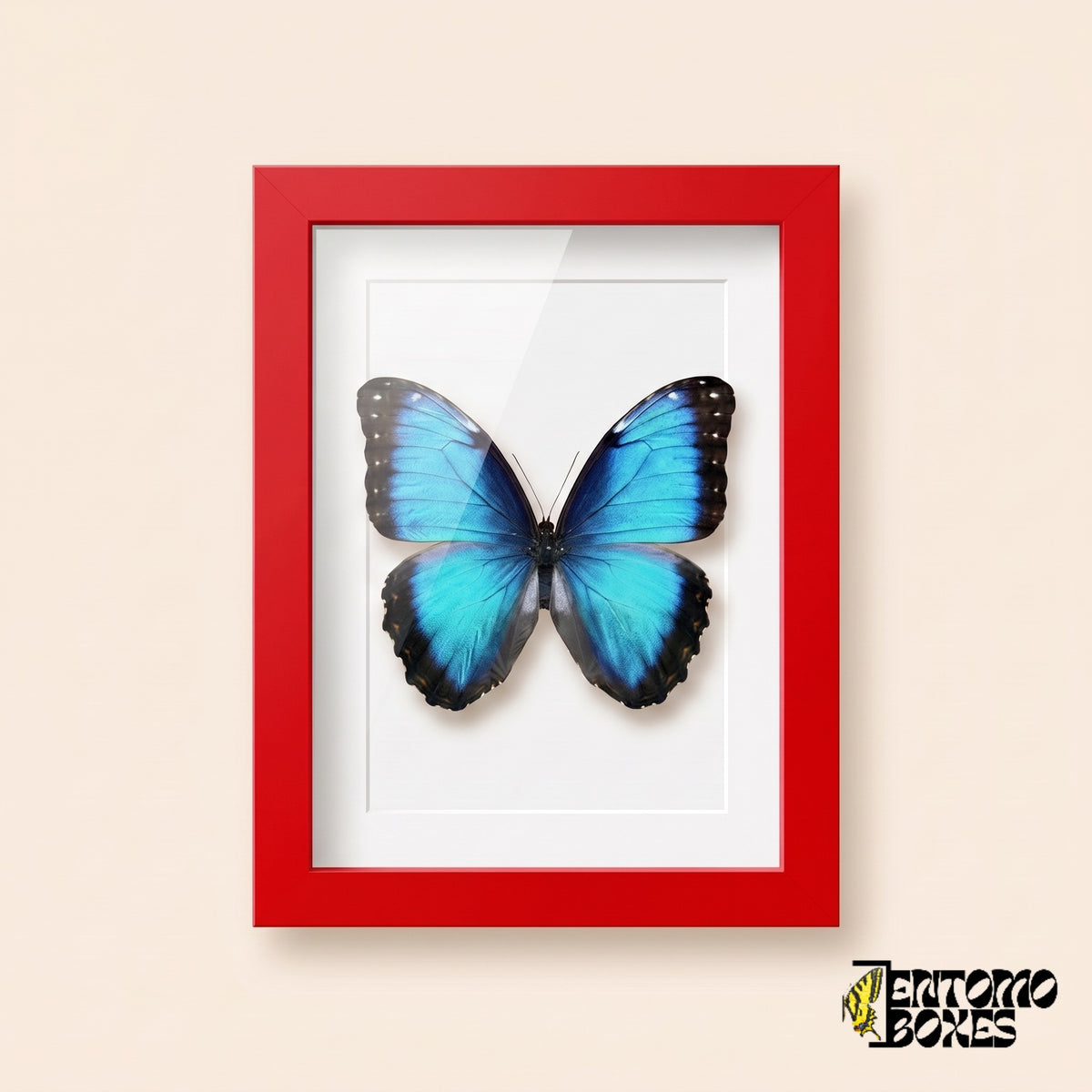Morpho bleu (Morpho helenor) dans un cadre vitrine rouge, vue de face