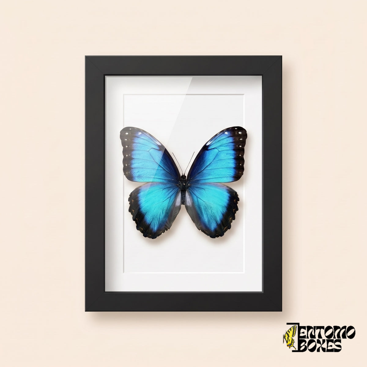Morpho bleu (Morpho helenor) dans un cadre vitrine noir, vue de face