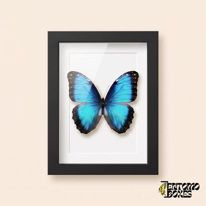 Morpho bleu (Morpho helenor) dans un cadre vitrine noir, vue de face