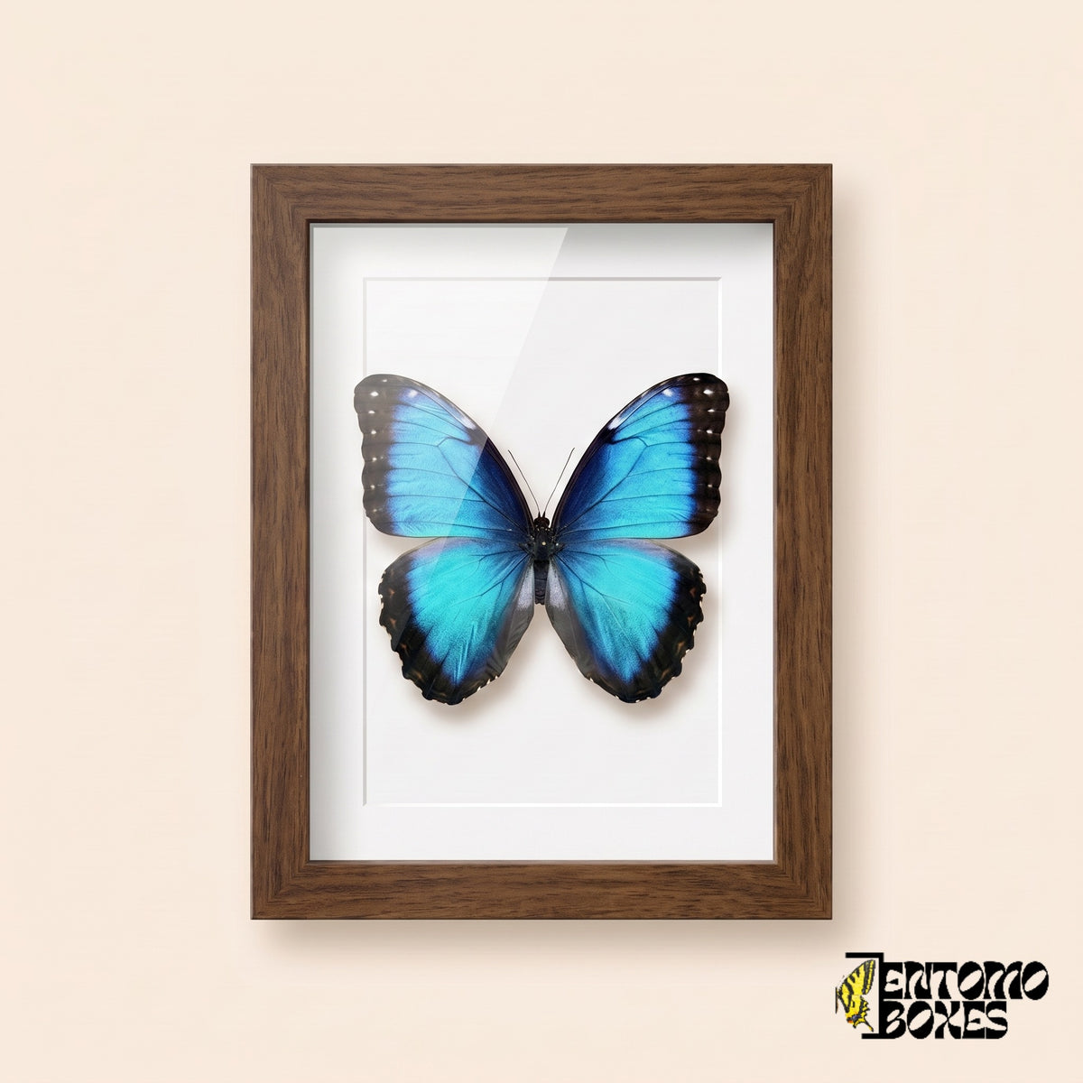 Morpho bleu (Morpho helenor) dans un cadre vitrine bois foncé, vue de face
