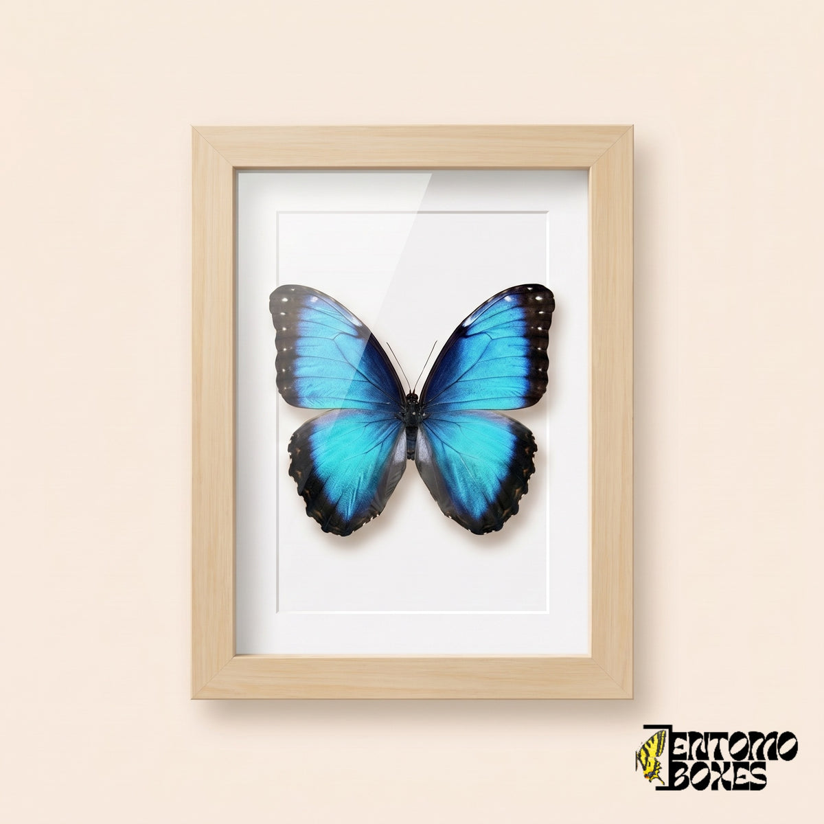 Morpho bleu (Morpho helenor) dans un cadre vitrine bois clair, vue de face