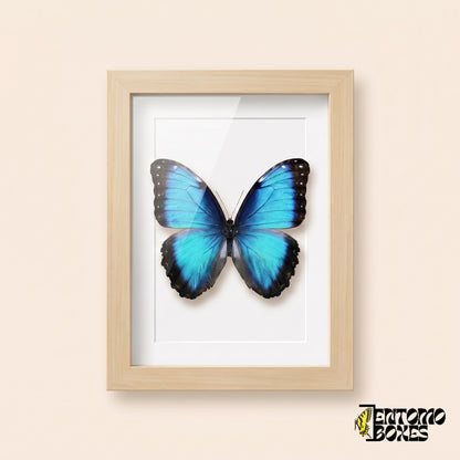 Morpho bleu (Morpho helenor) dans un cadre vitrine bois clair, vue de face