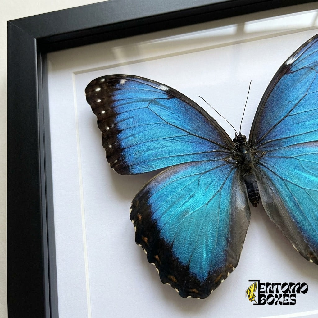Gros plan sur l'aile bleue irisée du morpho derrière le plexiglas dans un cadre noir