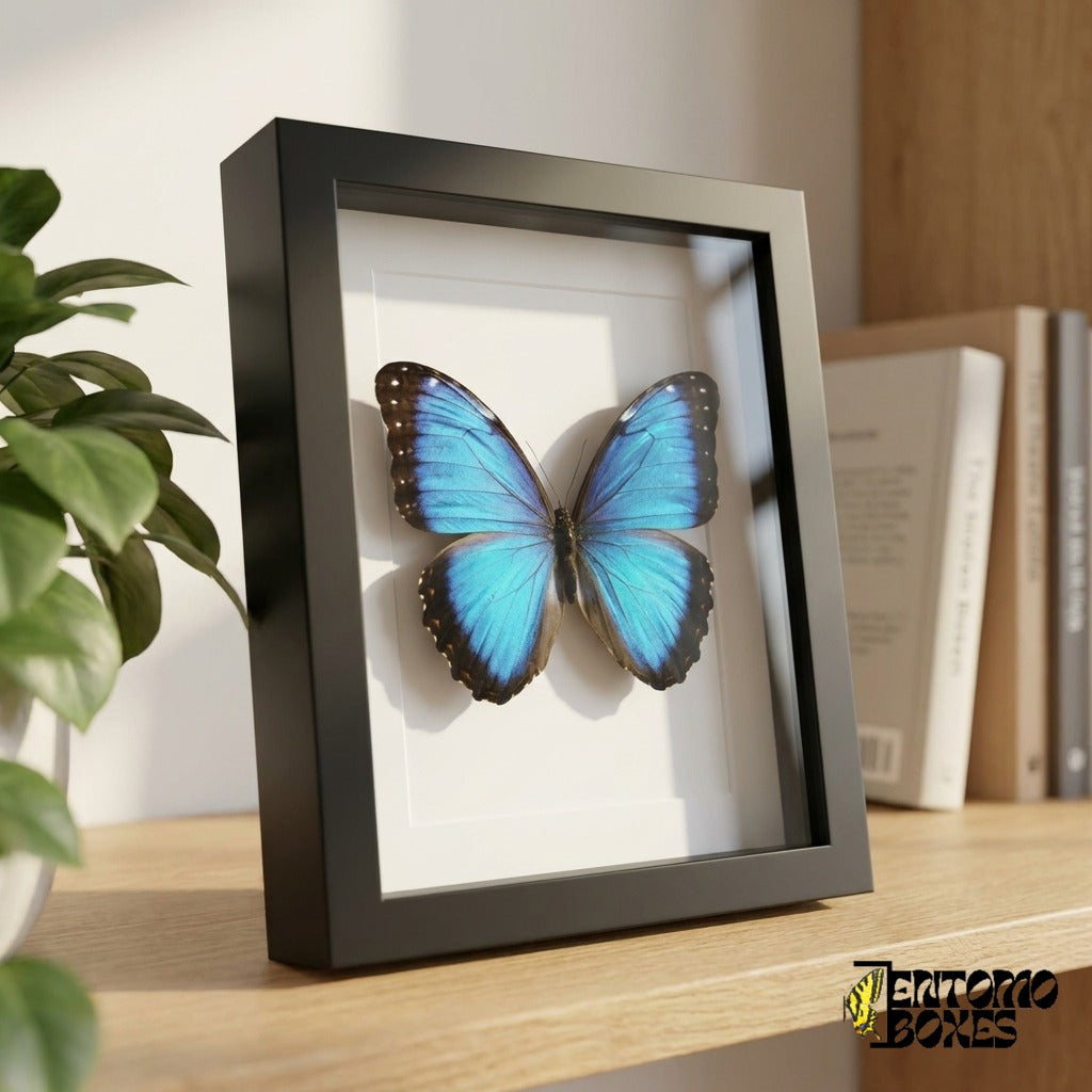 Morpho bleu encadré posé sur une étagère en bois, vue de côté montrant la profondeur du cadre