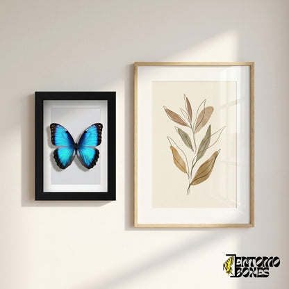 Morpho bleu encadré accroché au mur à côté d'une affiche botanique